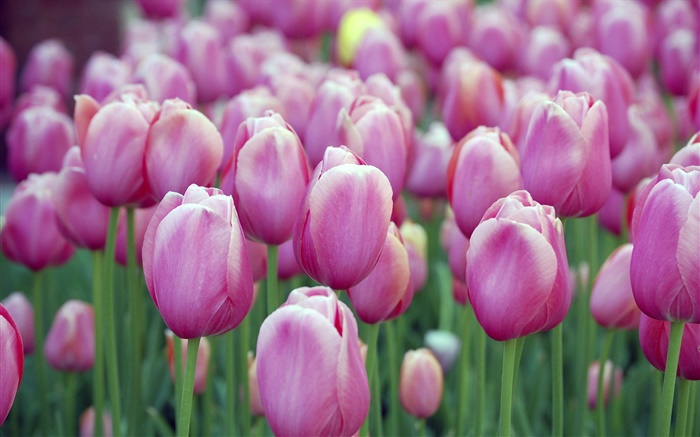 Beaucoup de fleurs de tulipes pourpres, bokeh Fonds d'écran, image