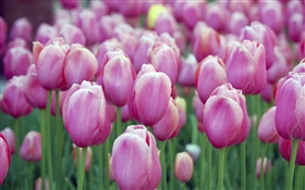 Beaucoup de fleurs de tulipes pourpres, bokeh