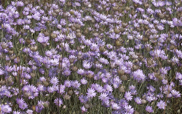Beaucoup de fleurs violettes sauvages Fonds d'écran, image