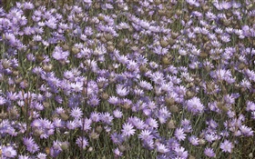 Beaucoup de fleurs violettes sauvages