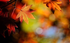Feuilles d'érable close-up, rouge, bokeh, automne HD Fonds d'écran