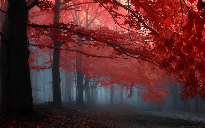 Brume, forêt, arbres, l'automne, les feuilles rouges Fonds d'écran, image