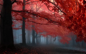 Brume, forêt, arbres, l'automne, les feuilles rouges
