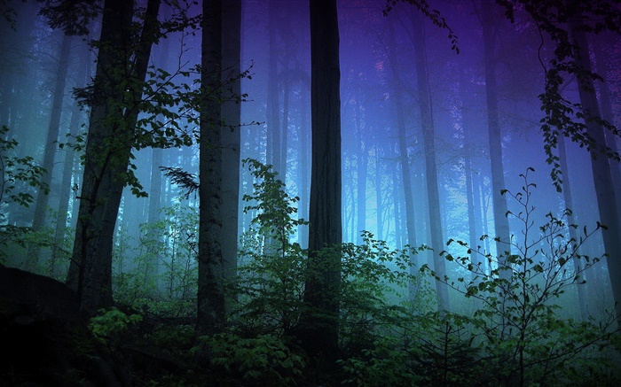 Matin, forêt, arbres, brouillard Fonds d'écran, image