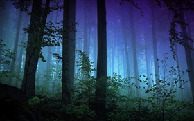 Matin, forêt, arbres, brouillard