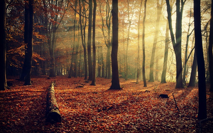 Le soleil du matin, forêt, arbres, automne Fonds d'écran, image