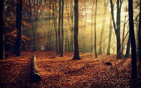 Le soleil du matin, forêt, arbres, automne