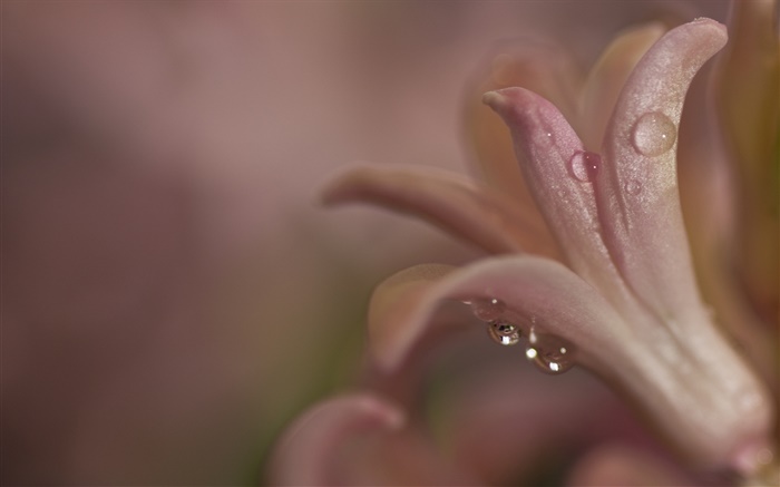 Nuit, fleur close-up, pétales, rosée Fonds d'écran, image