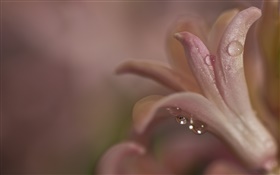 Nuit, fleur close-up, pétales, rosée HD Fonds d'écran