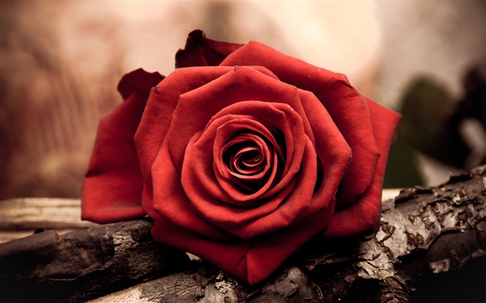 Une rose rouge fleur close-up Fonds d'écran, image