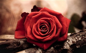 Une rose rouge fleur close-up HD Fonds d'écran