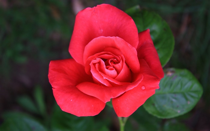 Une rose fleur rouge Fonds d'écran, image