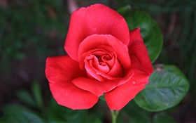 Une rose fleur rouge