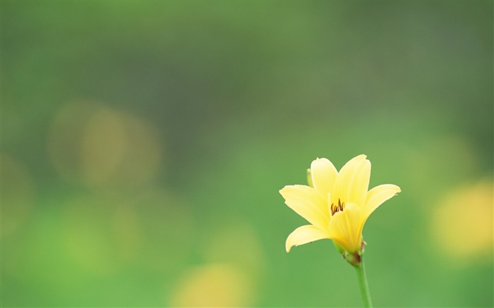 Une fleur jaune, fond vert Fonds d'écran, image