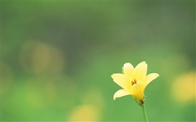 Une fleur jaune, fond vert HD Fonds d'écran