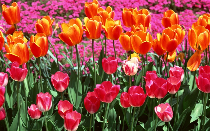 Couleurs orange et rose, fleurs de tulipes Fonds d'écran, image