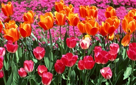 Couleurs orange et rose, fleurs de tulipes
