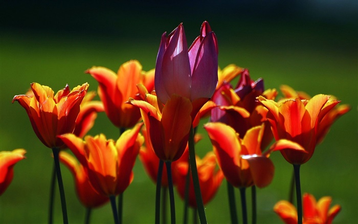 Orange et fleurs de tulipes pourpres Fonds d'écran, image