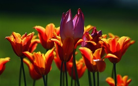 Orange et fleurs de tulipes pourpres HD Fonds d'écran