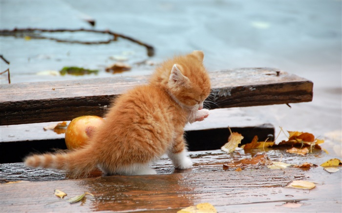 Orange chaton, automne, feuilles Fonds d'écran, image