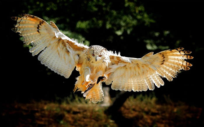 Owl vol ailes Fonds d'écran, image
