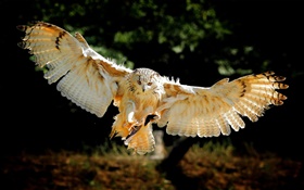 Owl vol ailes HD Fonds d'écran