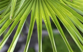 feuilles de palmier close-up