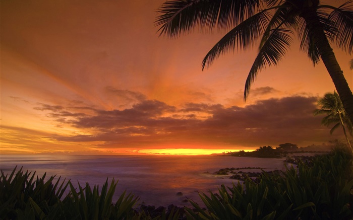 Palmiers, côte, mer, ciel rouge, coucher de soleil Fonds d'écran, image