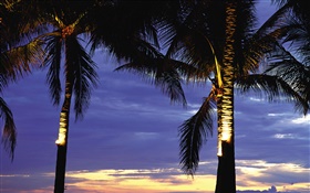 Palmiers, la nuit, les lumières HD Fonds d'écran