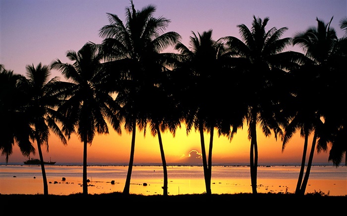 Palmiers, silhouette, coucher de soleil, la mer, les bateaux Fonds d'écran, image