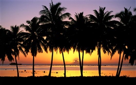 Palmiers, silhouette, coucher de soleil, la mer, les bateaux