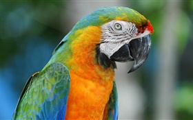 Parrot close-up