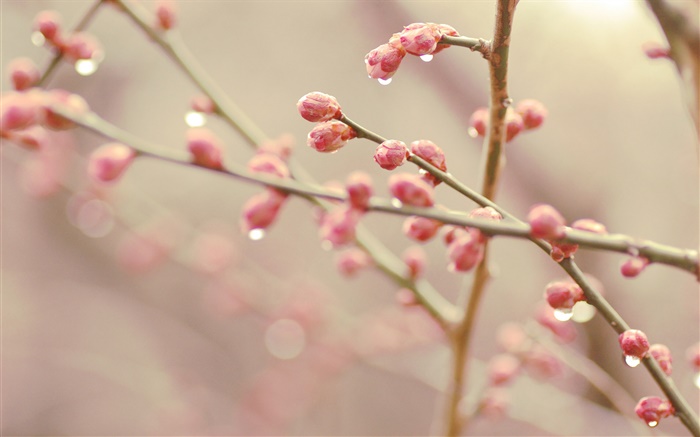 Peach bourgeons de fleur, ressort, brindilles Fonds d'écran, image