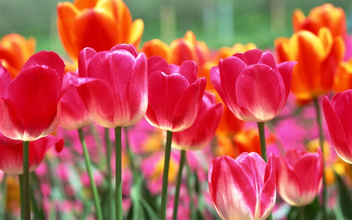 Rose et fleurs de tulipes oranges Fonds d'écran, image