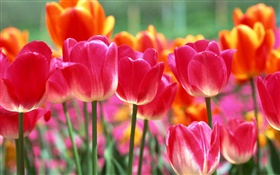 Rose et fleurs de tulipes oranges