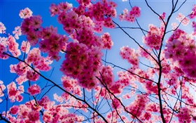 Cerisiers en fleurs roses