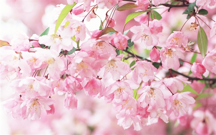Fleurs de cerisier rose, floue Fonds d'écran, image