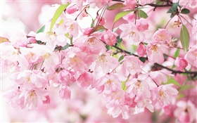 Fleurs de cerisier rose, floue HD Fonds d'écran