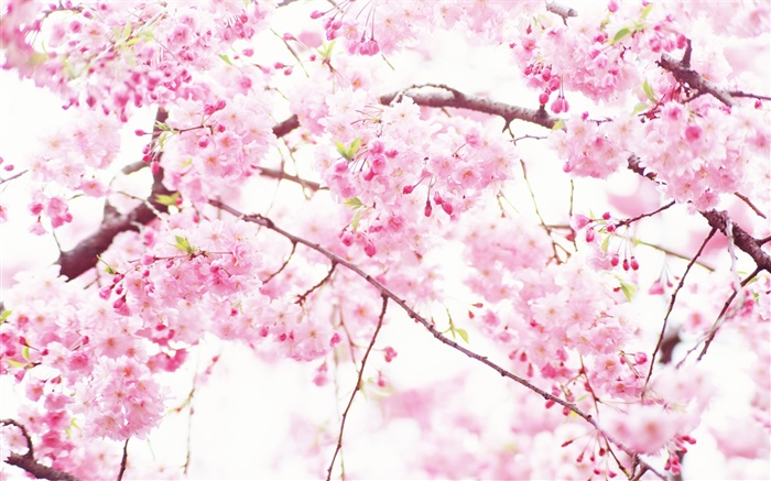 Fleurs rose cerise, arbre, printemps Fonds d'écran, image