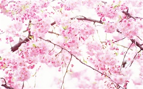 Fleurs rose cerise, arbre, printemps HD Fonds d'écran