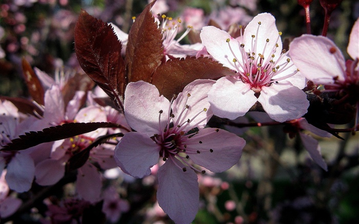 Fleurs de prunier rose close-up Fonds d'écran, image