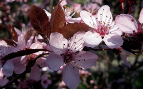 Fleurs de prunier rose close-up