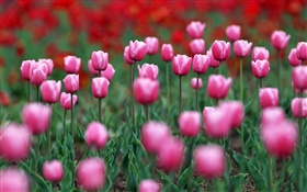 Rose champ de fleurs de tulipes