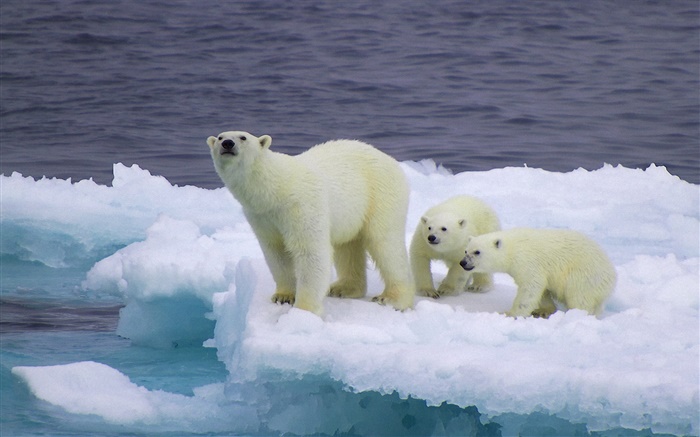 Ours polaire et louveteaux, glace, froid Fonds d'écran, image