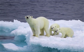 Ours polaire et louveteaux, glace, froid HD Fonds d'écran
