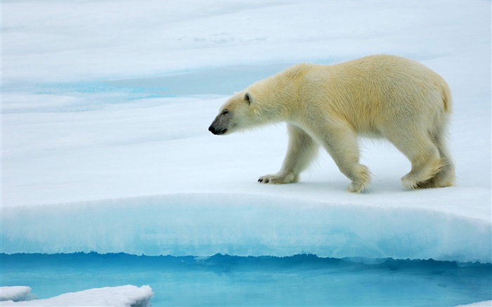 Ours polaire marchant sur la glace Fonds d'écran, image