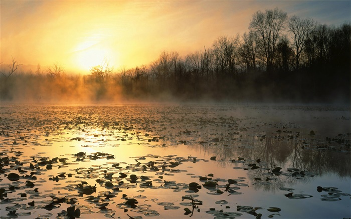 étang, arbres, brouillard, lever de soleil Fonds d'écran, image