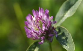 Fleurs violettes close-up, feuilles HD Fonds d'écran