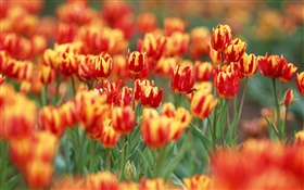 Les couleurs rouge et orange, pétales, fleurs de tulipes