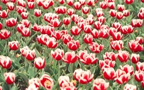 Tulipes rouges et blanches fleurs